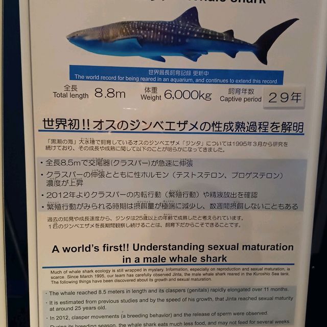 沖繩水族館內的大鯨鯊