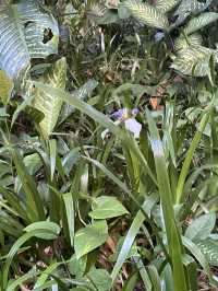 หัดเดินป่าที่ Manao falls Trail 