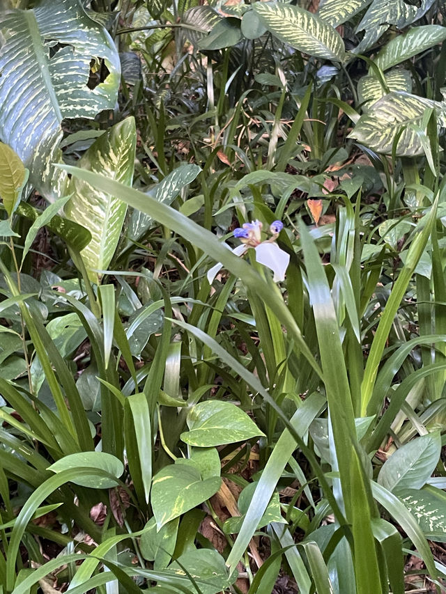 หัดเดินป่าที่ Manao falls Trail 