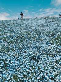 【茨城】アオハル。春は青の花畑へ