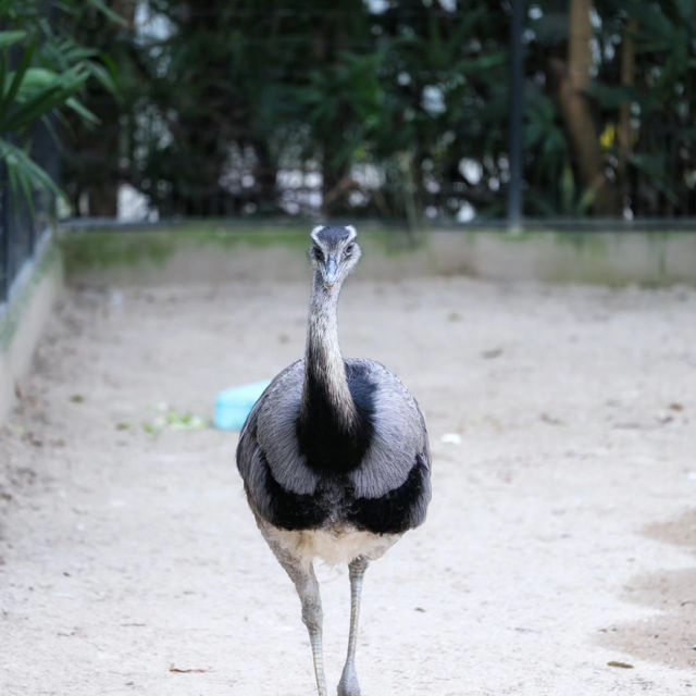 【福岡市動物園】親子好去處，教育娛樂兼具