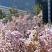 名古屋駅で気軽にお花見を楽しめる無料スポット🩷🌸🩷