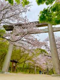 【太宰府市】桜、紅葉、新緑と季節を楽しめる神社