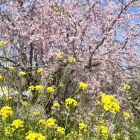 【うきは】高さ10mの身延のしだれ桜