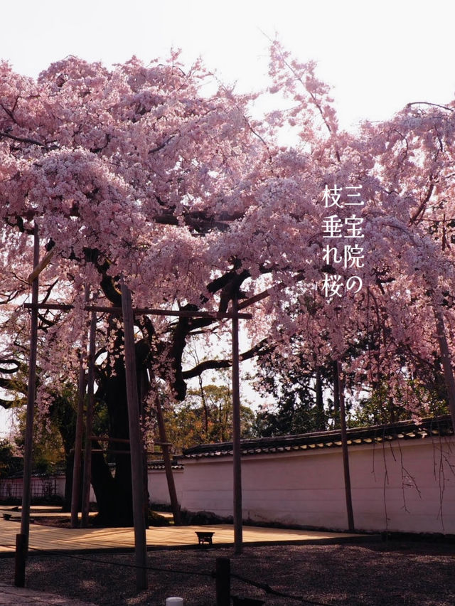 訪れる価値あり🌸豊臣秀吉も愛した醍醐寺の桜