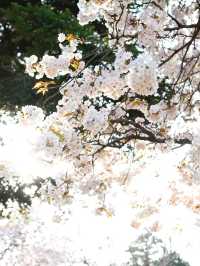 Enchanting Cherry Blossoms of Japan 🌸 🇯🇵