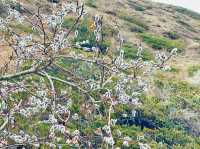 The beauty of the plum blossoms.