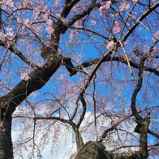 京都最美的賞櫻聖地🌸—平野神社⛩️