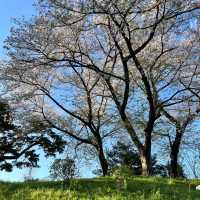 【日韓春天好去處】上田公園：絕景櫻花