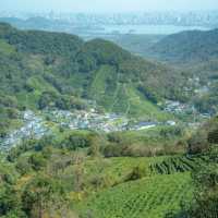 熊空茶園：美麗茶園