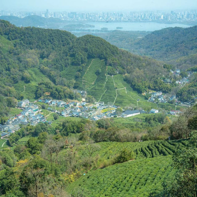 熊空茶園：美麗茶園