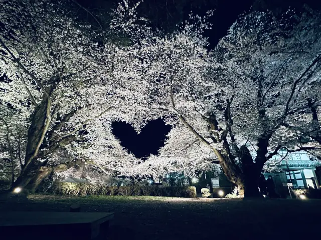 Japan's Hirosaki Park in Tohoku lights up the night cherry blossoms, stunningly beautiful.
