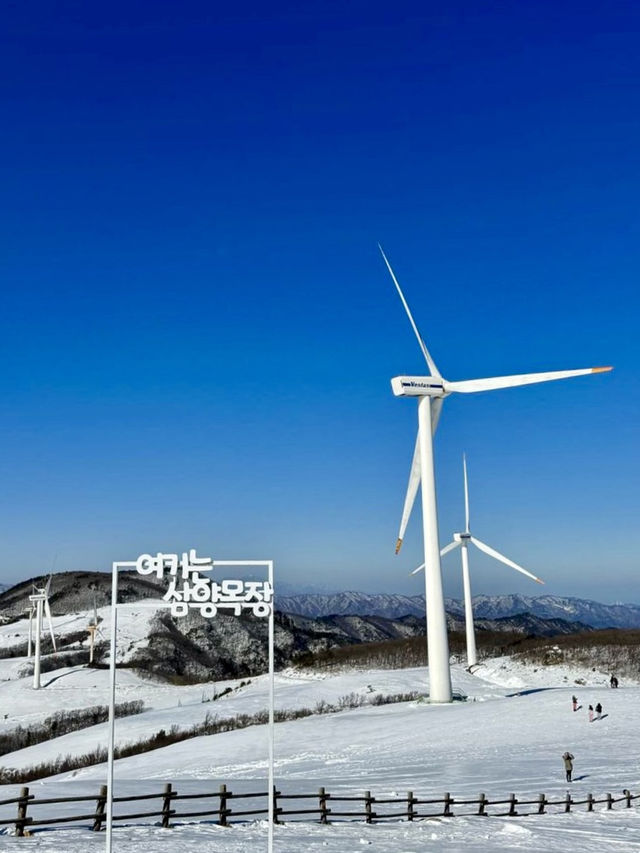 자연의 녹음과 드넓은 평야와 농장의 ☃️ 새하얀 눈구경을 하실 수 있는 평창군 겨울여행지추천