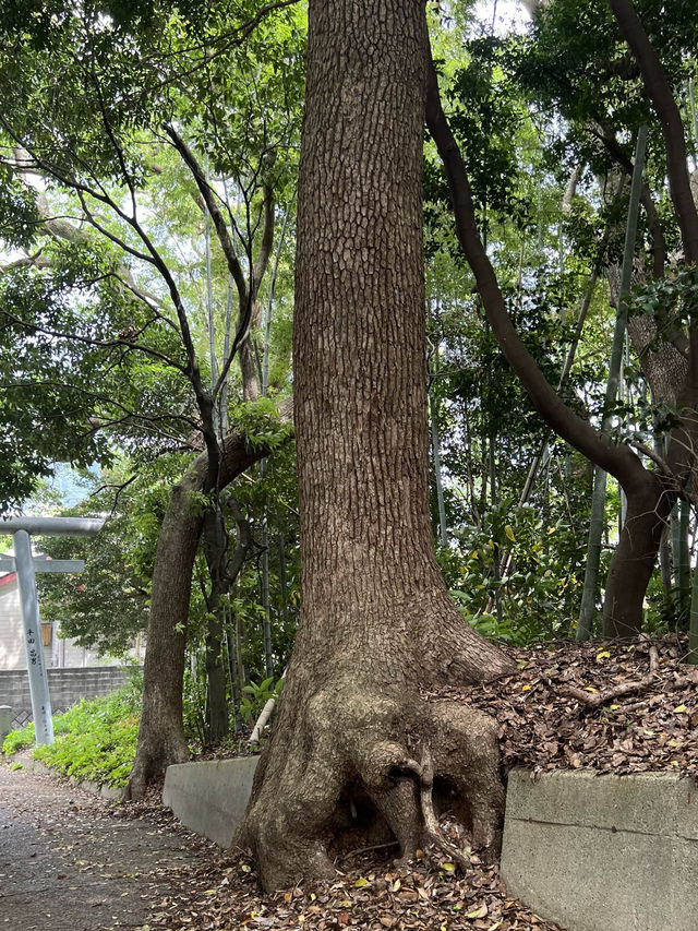 【北九州神社】竹林と杉に囲まれた静かな神社