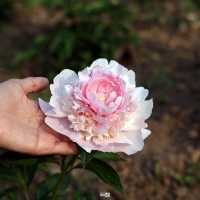 ดอกโบตั๋นบาน เมืองหลั่วยาง จีน