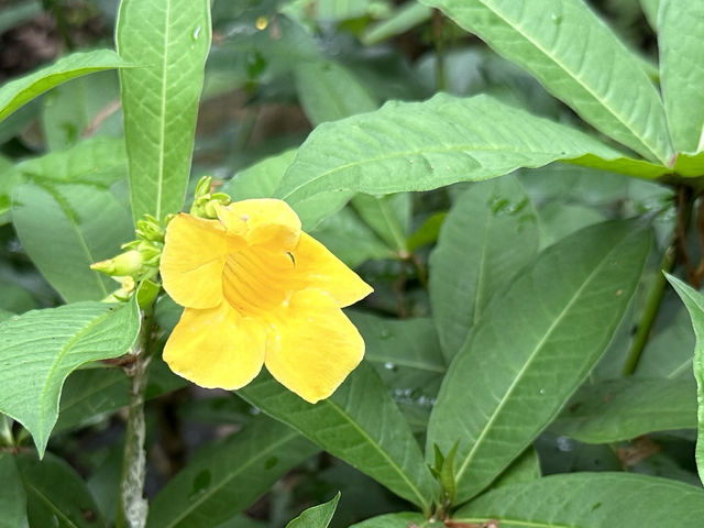 【🌺春日香港賞花🌺】🪷和黃公園之一，繁囂城市中的一個綠洲🏝️，春日好去處～