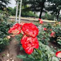 鶴舞公園