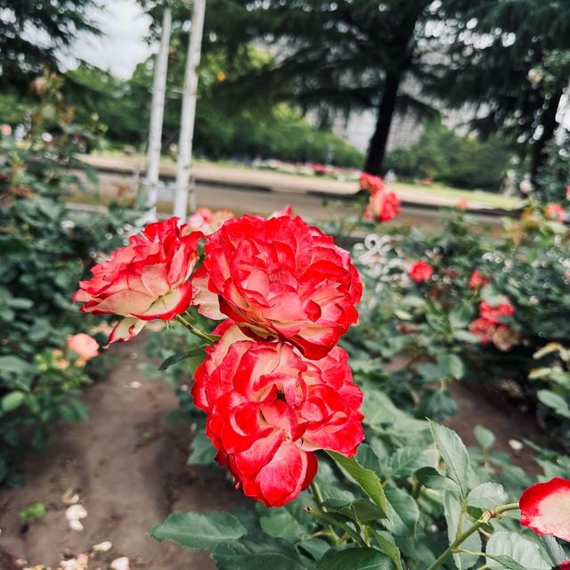 鶴舞公園