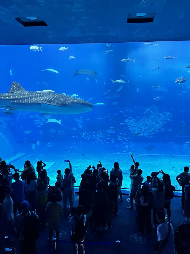 5月中の沖縄美ら海。