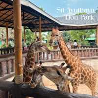 สวนสัตว์ใกล้กรุงเทพ ศรีอยุธยา ไลอ้อน ปาร์ค 