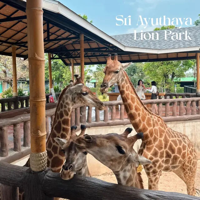 สวนสัตว์ใกล้กรุงเทพ ศรีอยุธยา ไลอ้อน ปาร์ค 
