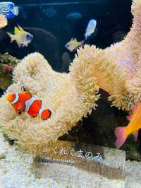 【京都府】京都駅からアクセス抜群！京都水族館を楽しむ