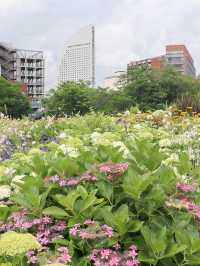 【横浜】あじさいが見頃！たくさんのお花が楽しめる広場！