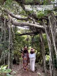 【奄美大島】シアワセの木、カジュマルの木