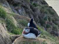 「冰島東博爾加峽灣」超近距離觀賞Puffin