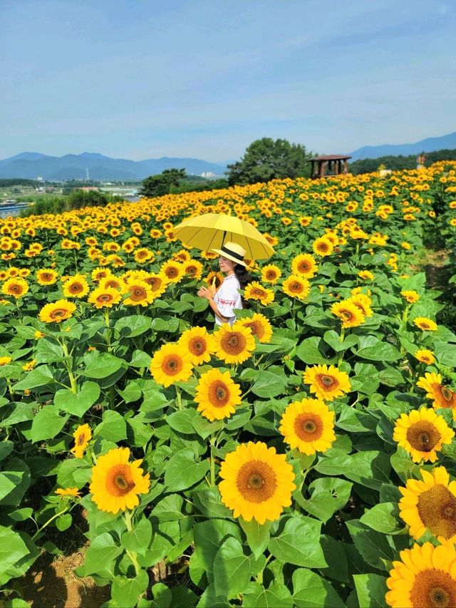 여름꽃놀이 탑티어 해바라기축제🌻