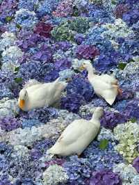 誰もが一度は見たい水中華🥰💠💐圧巻の紫陽花演出は必見！