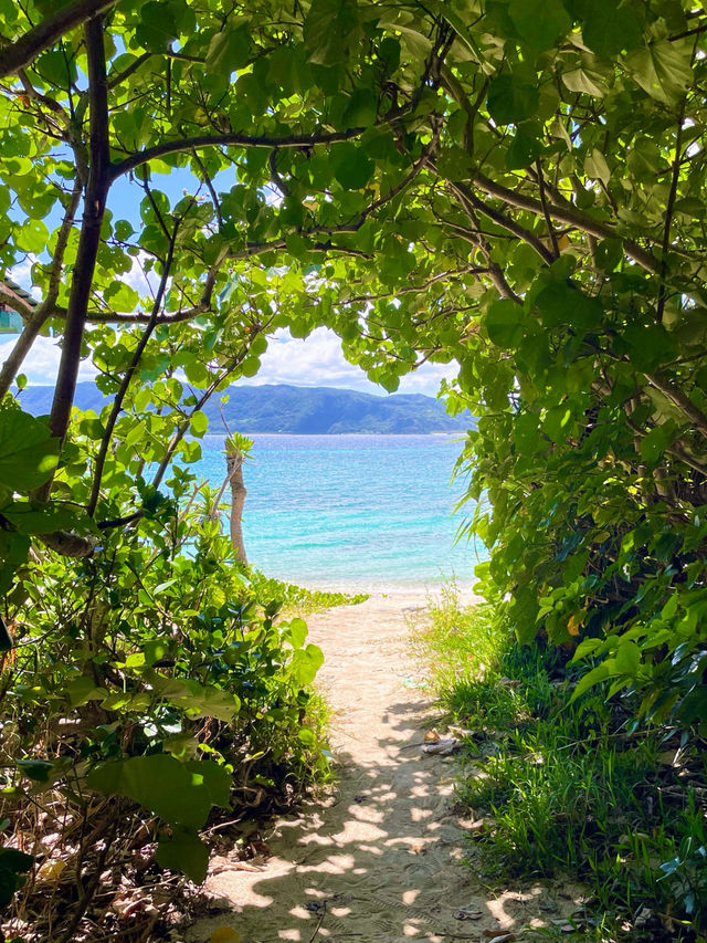 奄美大島　自然のトンネルの先にある絶景🏝️
