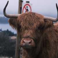 THINGS TO DO IN QUEENSTOWN NZ: DEER PARK HEIGHTS 