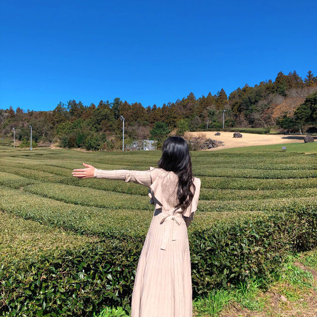 제주도 서귀포에 위치한 오설록 티 뮤지엄!