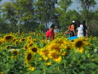 ชมดอกทานตะวัน ที่สุพรรณบุรี