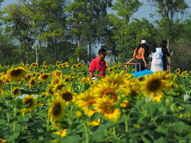 ชมดอกทานตะวัน ที่สุพรรณบุรี