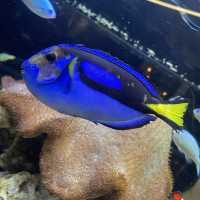 京都駅から徒歩で都会の水族館？