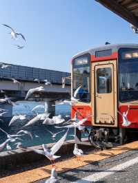 いまだけ！電車とカモメが撮れるエモい絶景スポット🚃𓈒𓂂𓏸行ったこそ分かるポイントも！