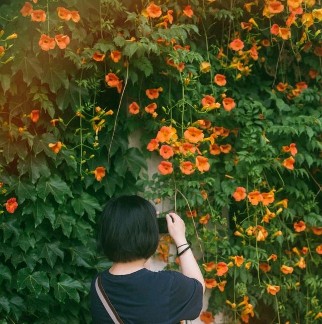 파란 하늘과 붉은 능소화의 예쁜 조합을 볼 수 있는 < 뚝섬한강공원 >