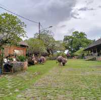 Bali Aga Village Tour, Indonesia