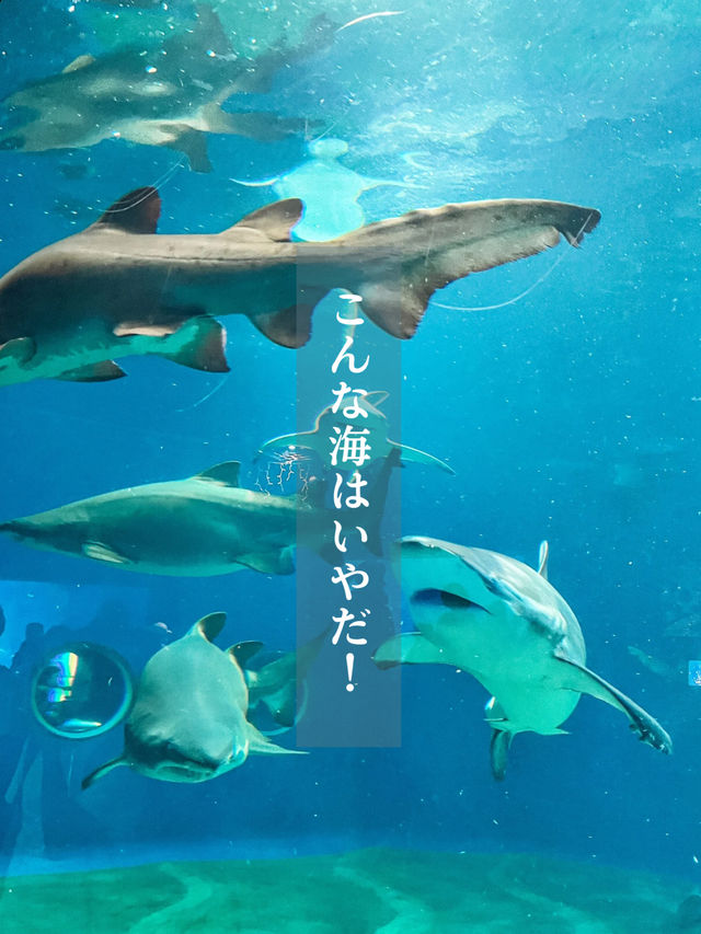 【 茨城 大洗 】サメの飼育種類数日本一の水族館で海中探検🦈