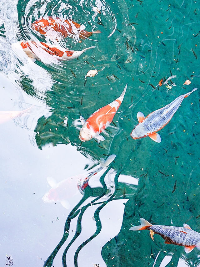 📍白龍湖