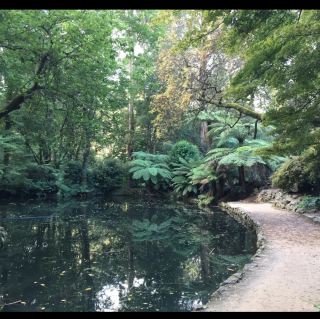 Sherbrooke forest Australia 