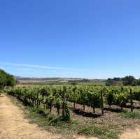 Sips in Stellenbosch: A Wine Lover's Paradise