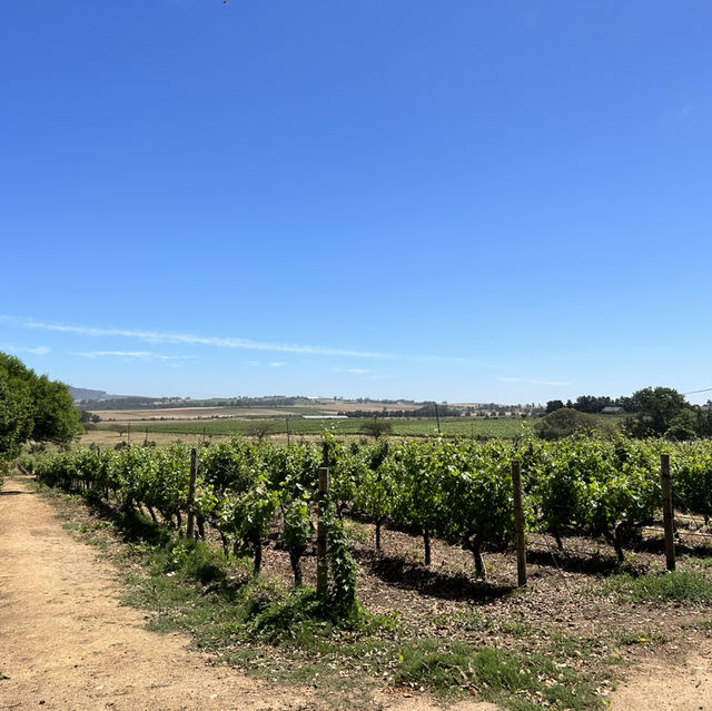 Sips in Stellenbosch: A Wine Lover's Paradise