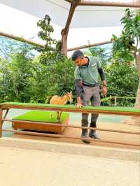 Get Close to Animals at Singapore Zoo