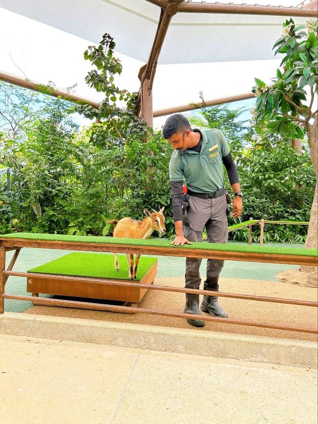 Get Close to Animals at Singapore Zoo