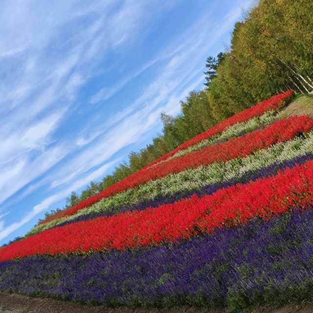 北海道之旅- 富良野富田農場/四季彩之丘