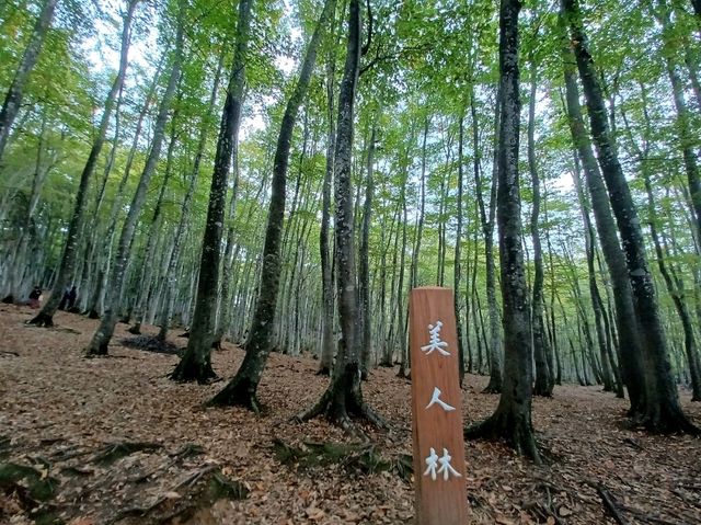 【美人林:新潟県十日町】美しい林道が広がる綺麗な場所✨