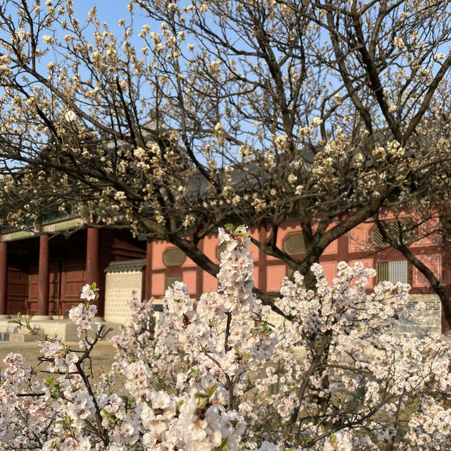 🇰🇷 National Palace Museum of Korea